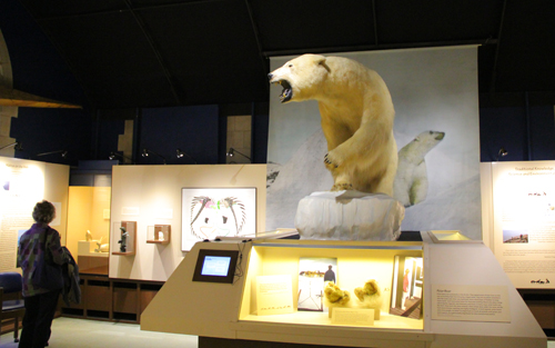 Peary-MacMillan Arctic Museum polar bear display